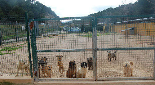 Hundauslauf im Tierheim Gandia