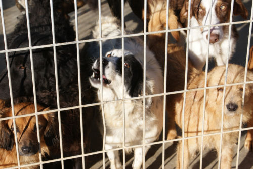 Hunde im Tierheim Gandia, Costa Blanca, Spanien