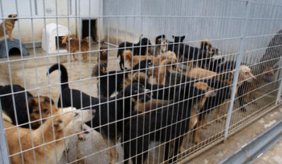 Hunderte Hunde warten im Tierheim Gandia, Spanien